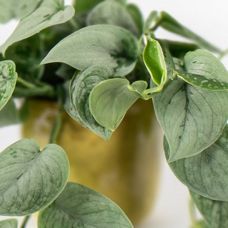 Plant Scindapsus